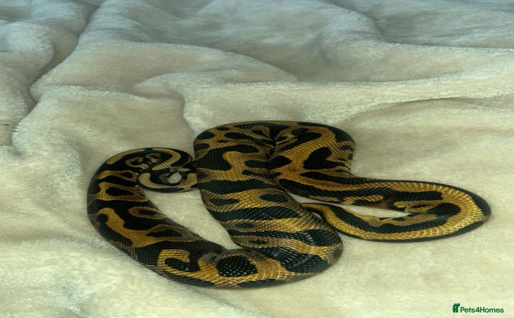 Python Snake reptiles - Advert 1