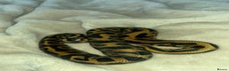 Python Snake reptiles for sale: Leopard ball python female - Advert 1