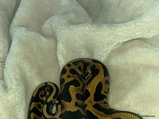 Python Snake reptiles - Advert 15