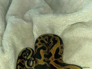 Python Snake reptiles Leopard ball python female - Advert 20