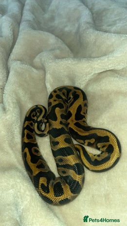 Python Snake reptiles - Advert 5