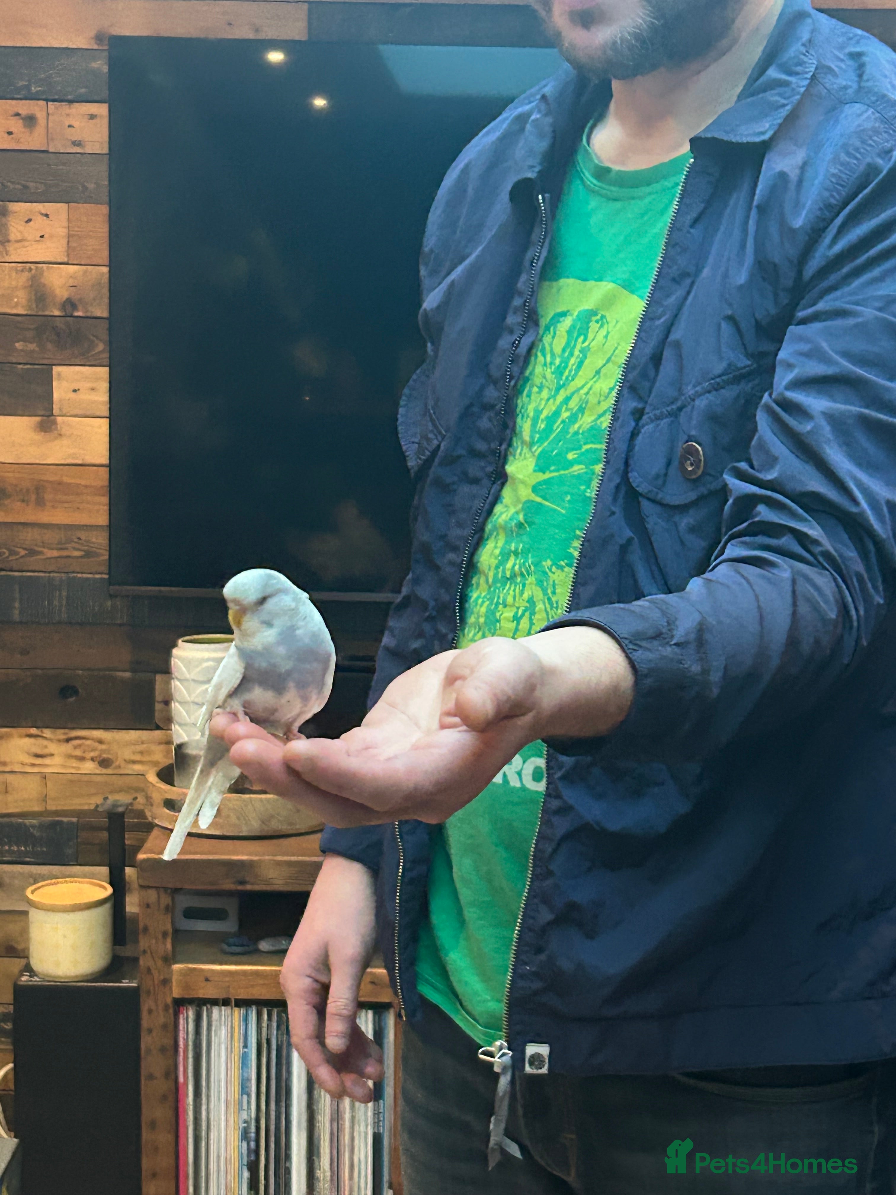 Budgerigars birds Marley the budgie - Advert 5