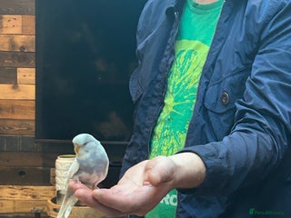 Budgerigars birds Marley the budgie - Advert 3