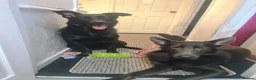 German Shepherd dogs for sale: Black German Shepherd. - Advert 5