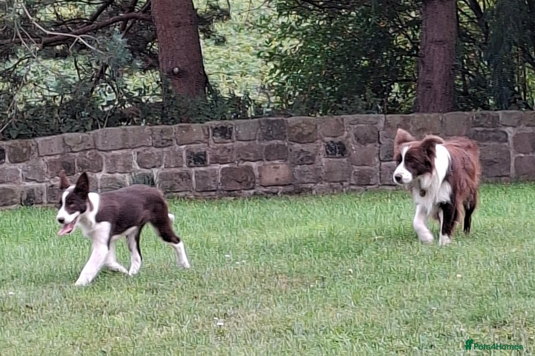 Border Collie dogs for sale: Red and White border collie bitch puppies  - Image 11