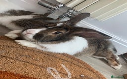 Lionhead rabbits for sale: Two Beautiful Rabbits for Adoption  - Image 5