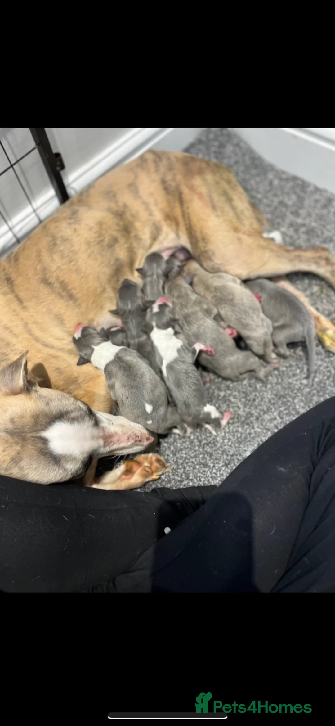 Whippet dogs for stud: Small 19",heart test clear,Full Blue Kc reg stud in Bishop Auckland - Advert 19