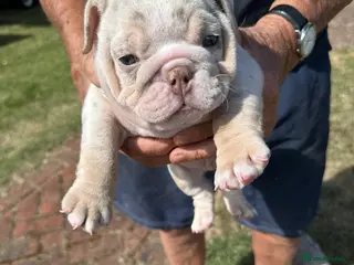 English Bulldog dogs Rare Lilac/ silver Merle Bulldog Pups - Advert 5