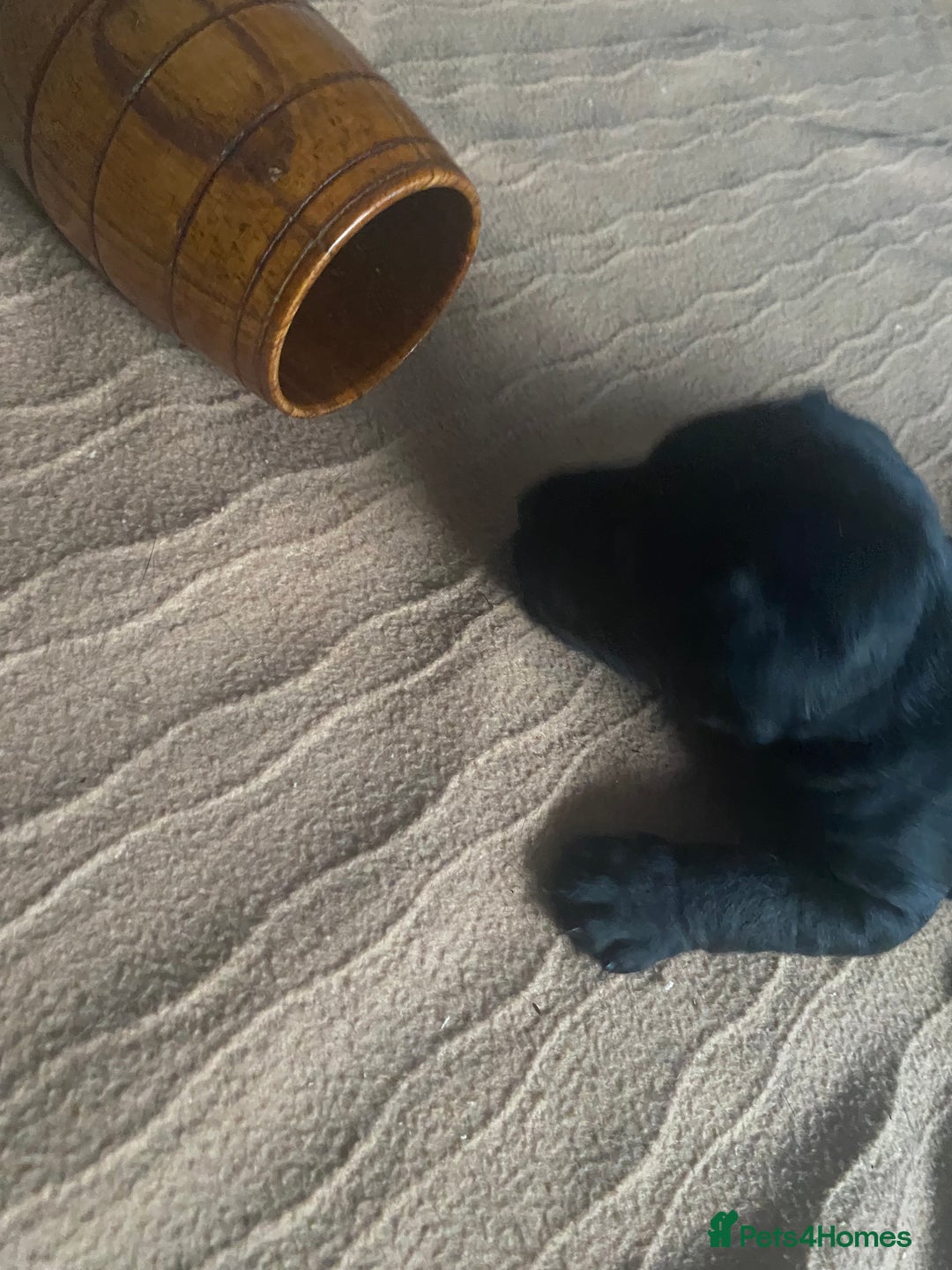 Patterdale Terrier dogs for sale: **Beautiful Patterdale Pups** - Image 1