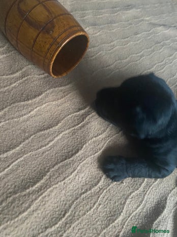 Patterdale Terrier dogs - Advert 1