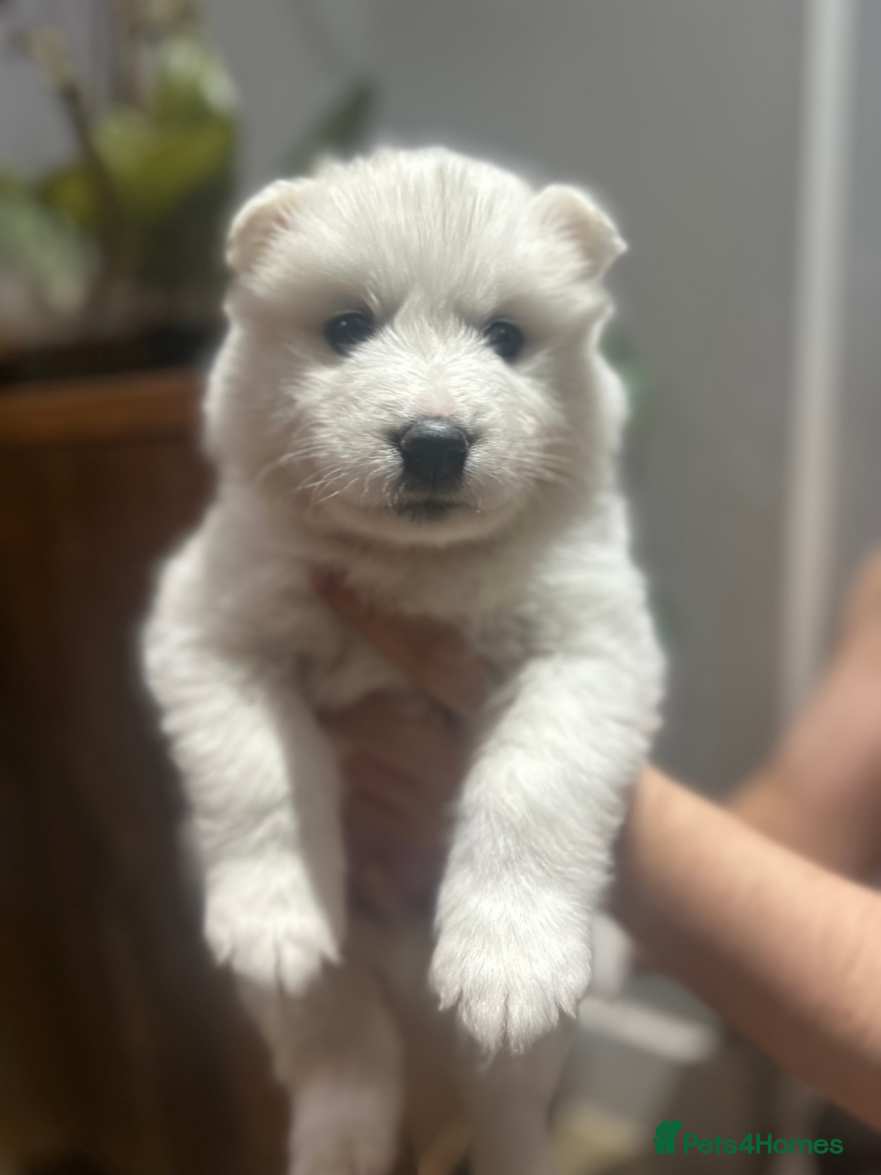 Samoyed dogs Last male pup available! - Advert 6