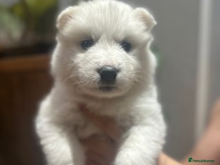 Samoyed dogs Last male pup available! - Advert 6