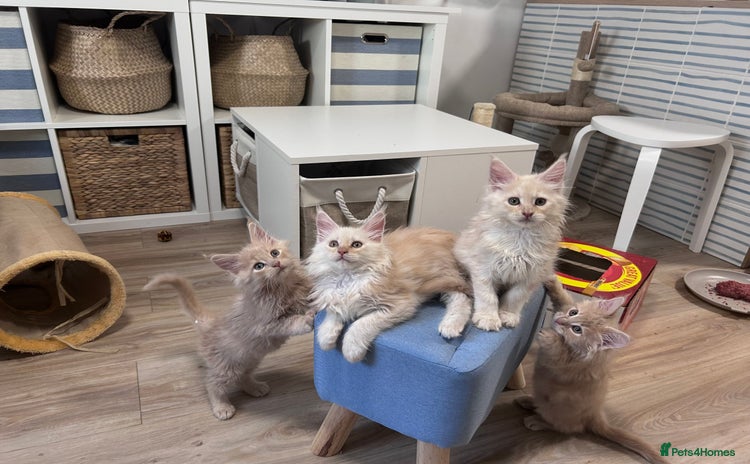 Maine Coon cats - Advert 1