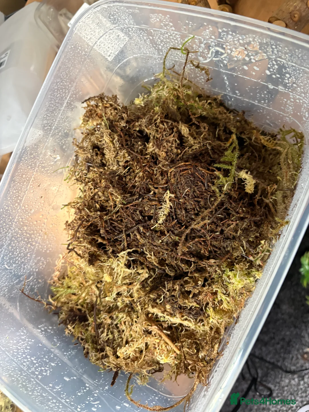 Gecko reptiles for sale: Crested gecko Harley Quinn  - Advert 7