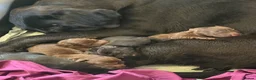 Labrador Retriever dogs for sale: Labrador puppies for sale  in Widnes - Advert 27