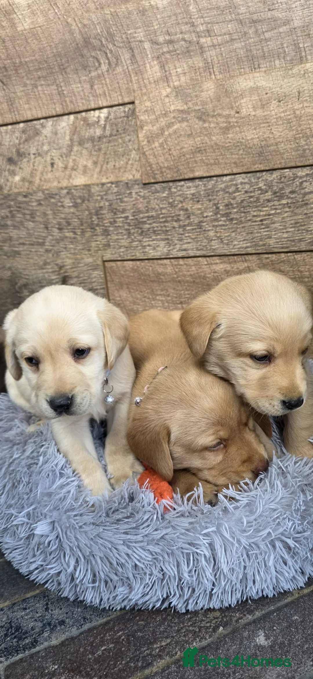 Labrador Retriever dogs for sale: 🔥 KC Registered Labrador Puppies🔥 - Advert 1