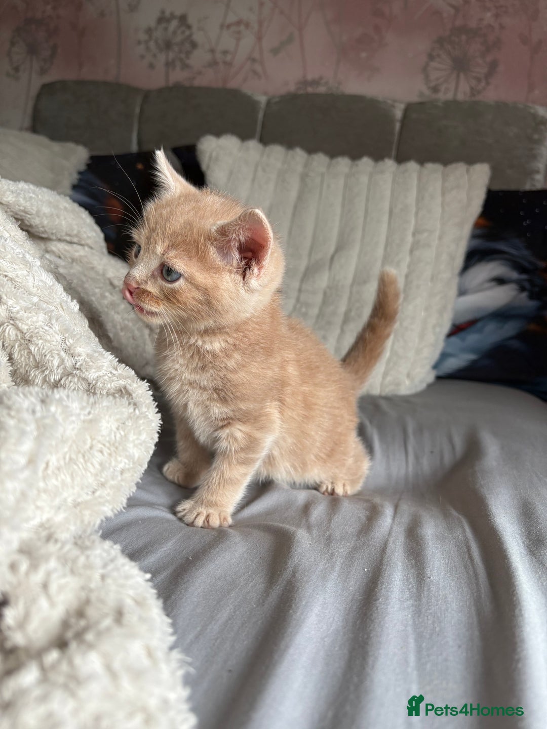 British Shorthair cats for sale: British shorthair X munchkin  - Image 3