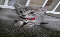 Mixed Breed cats for sale: Gorgeous 2 Girls and 3 boys For sale - Image 20