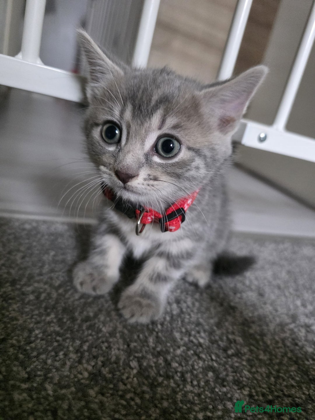 Mixed Breed cats for sale: Gorgeous 2 Girls and 3 boys For sale - Image 20
