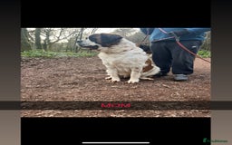 Saint Bernard dogs for sale: Stunning kc Saint Bernard puppies  - Image 26