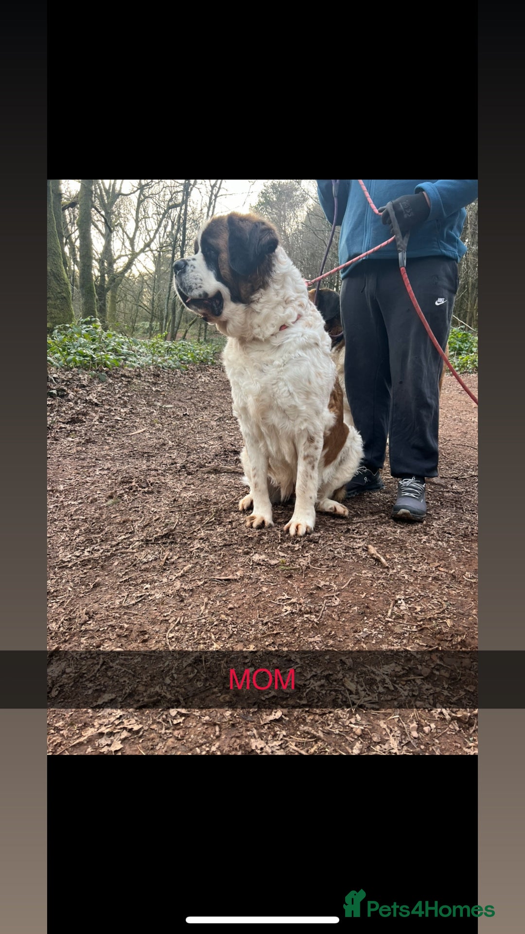 Saint Bernard dogs for sale: Stunning kc Saint Bernard puppies  - Image 26