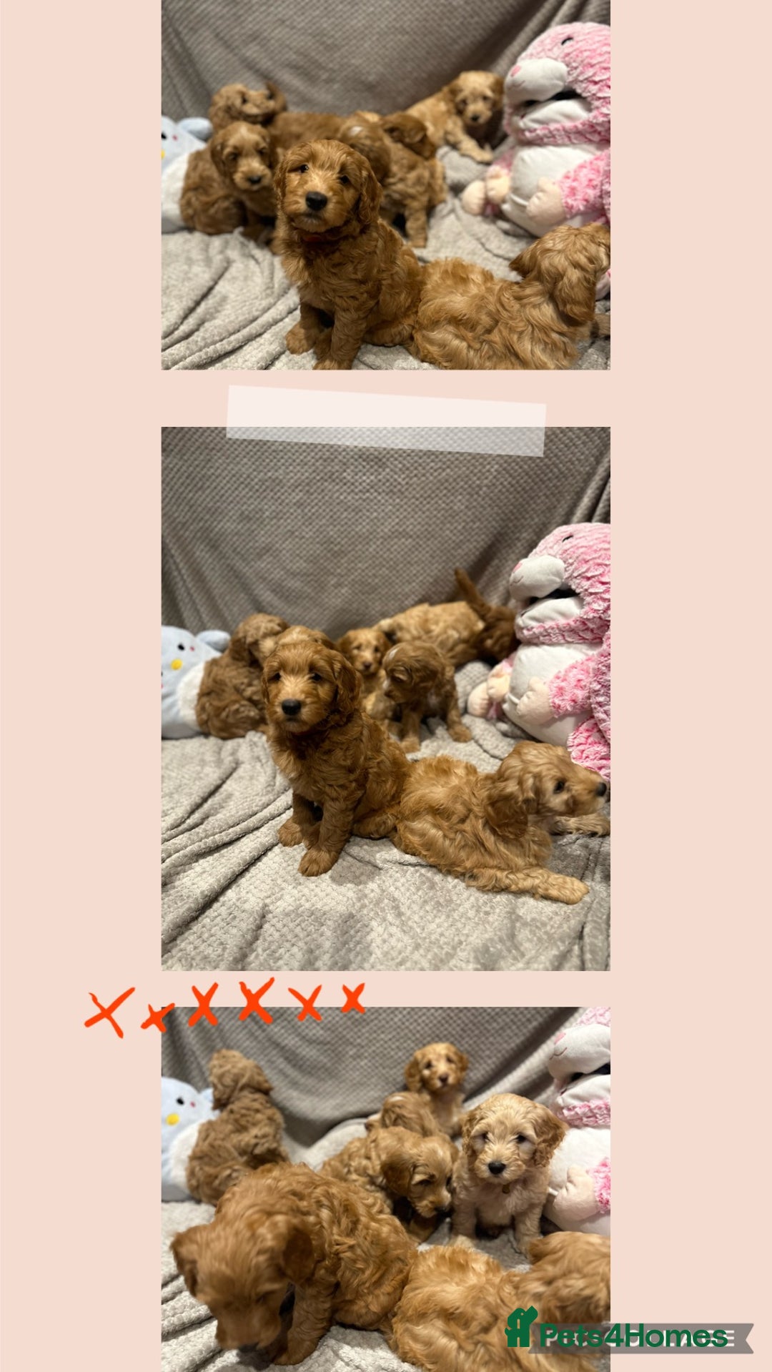 Australian Labradoodle dogs for sale: Couscous' Next Multigen ALD Litter Planned! - Advert 4