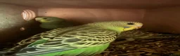 Budgerigars birds for sale: Baby budgies  - Advert 2