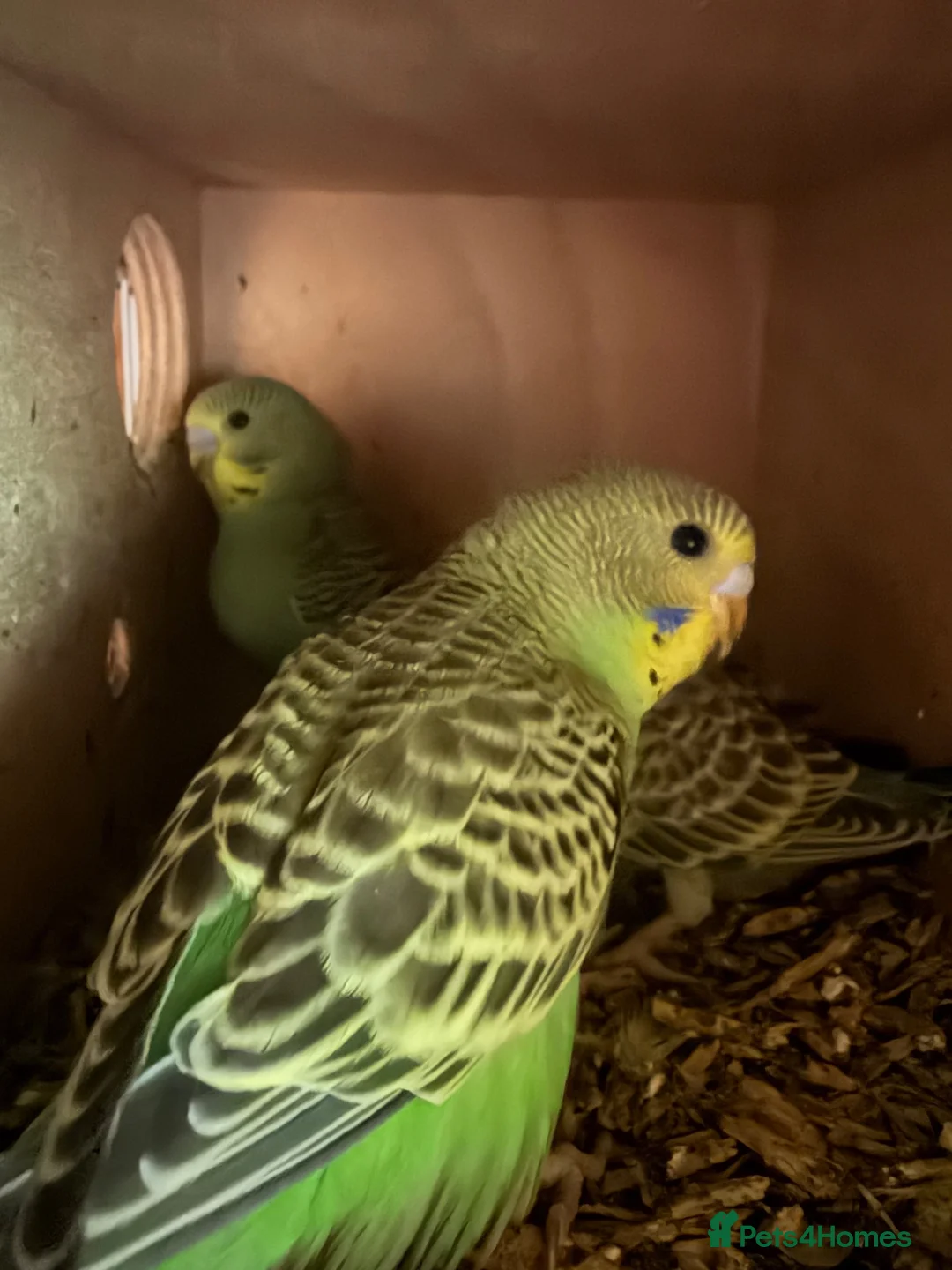 Budgerigars birds for sale: Baby budgies  - Advert 2