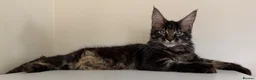Maine Coon cats for sale: Ready for home pure bred maine coon kittens - Advert 2