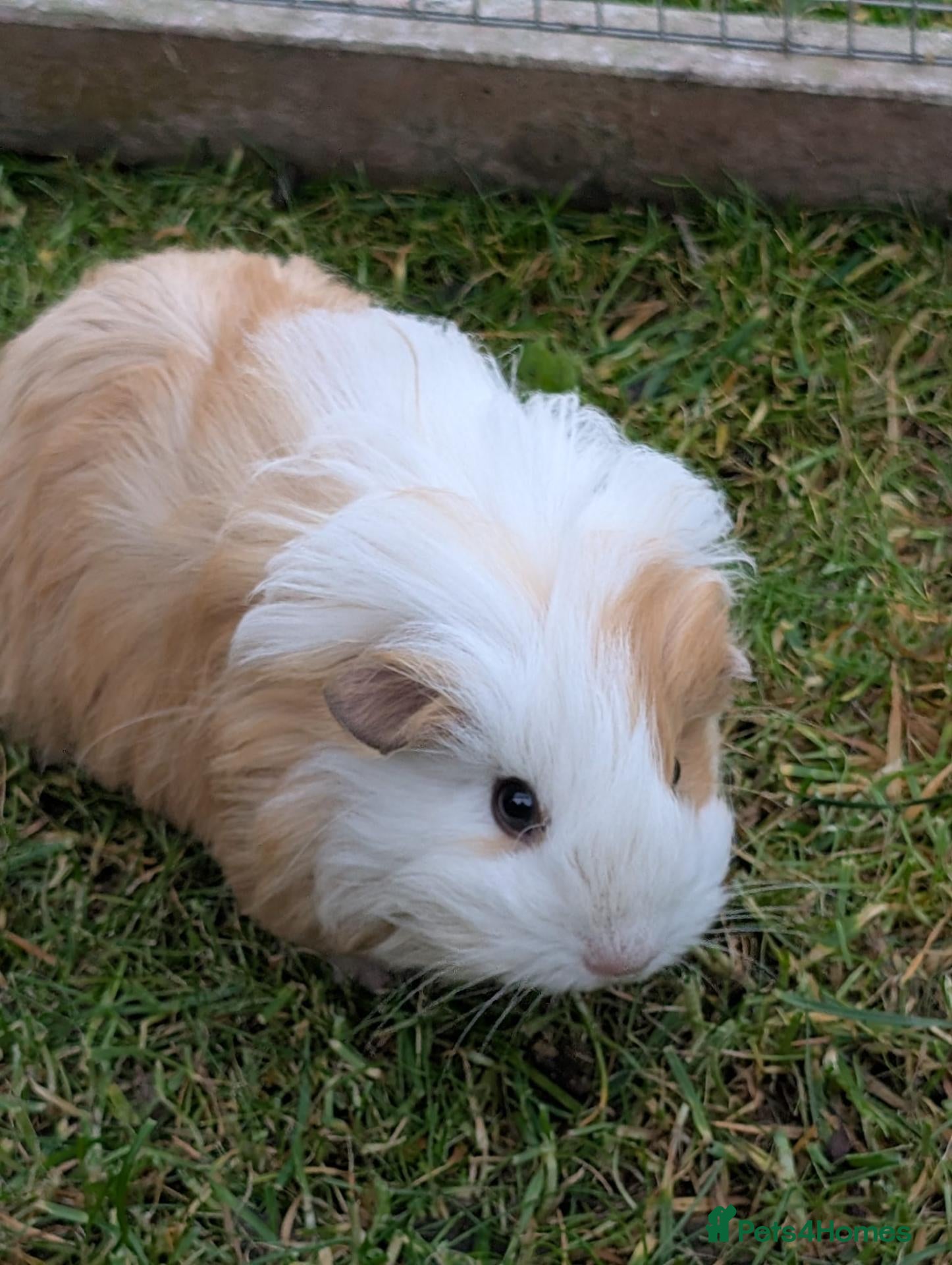 Guinea Pig rodents Single female guinea pig 9 weeks old - Advert 20
