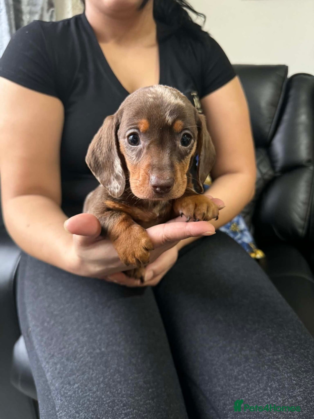 Dachshund dogs for sale: Miniature Dachshund puppies - Advert 18