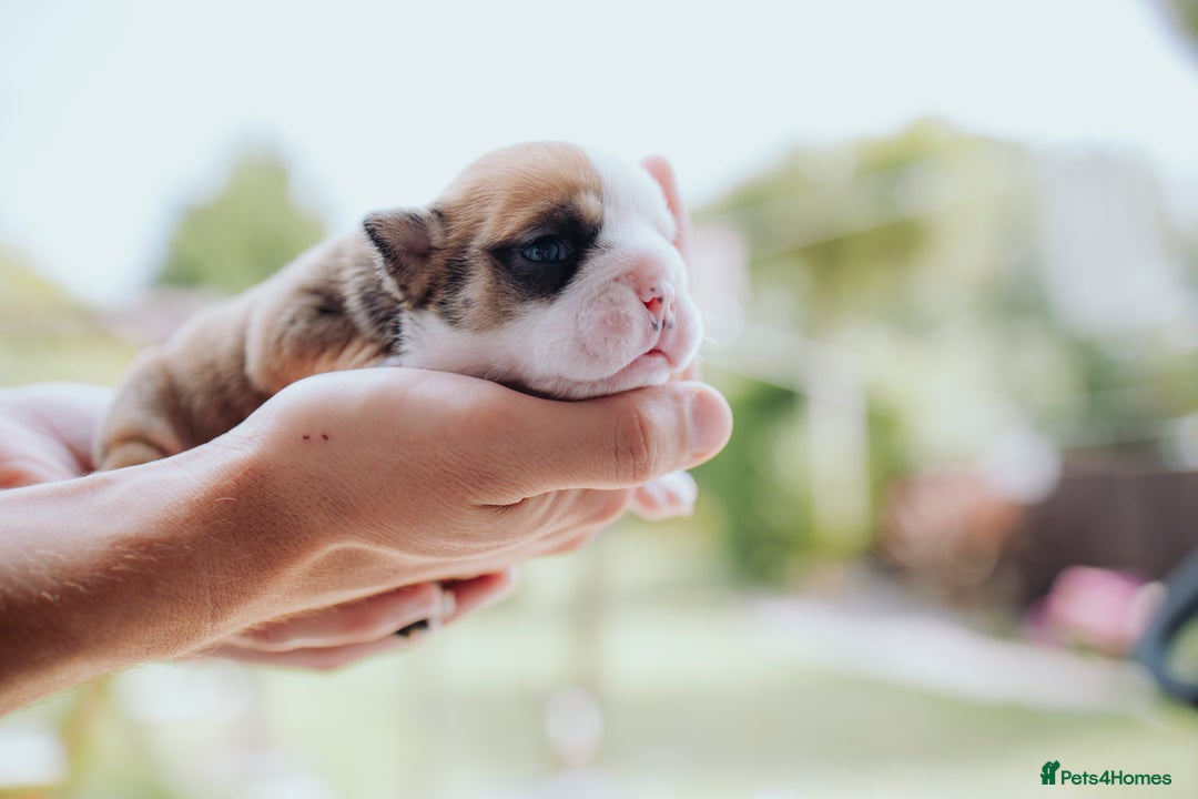 English Bulldog dogs for sale: Stunning litter of  English bulldog puppies - Image 10