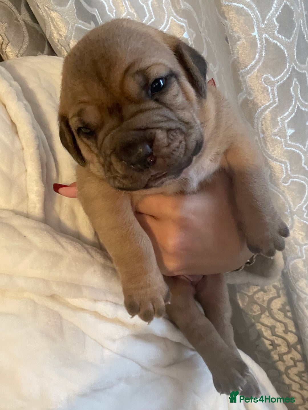 Dogue De Bordeaux dogs for sale: 3 beautiful dogue de bordeaux puppies for sale - Advert 7