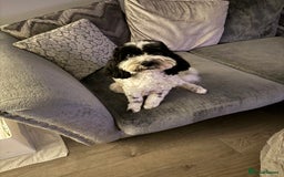 Cavapoo dogs for sale: Mini CavaPoos - Advert 1