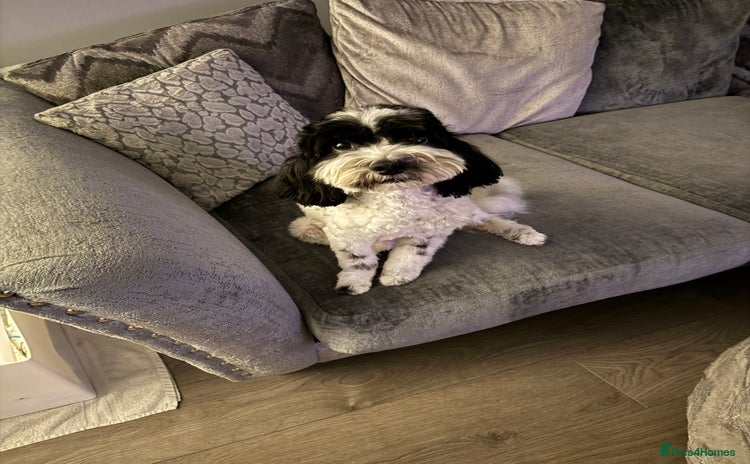 Cavapoo dogs Mini CavaPoos - Advert 4