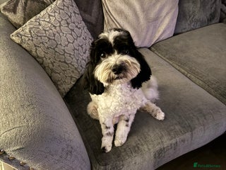 Cavapoo dogs Mini CavaPoos - Advert 2