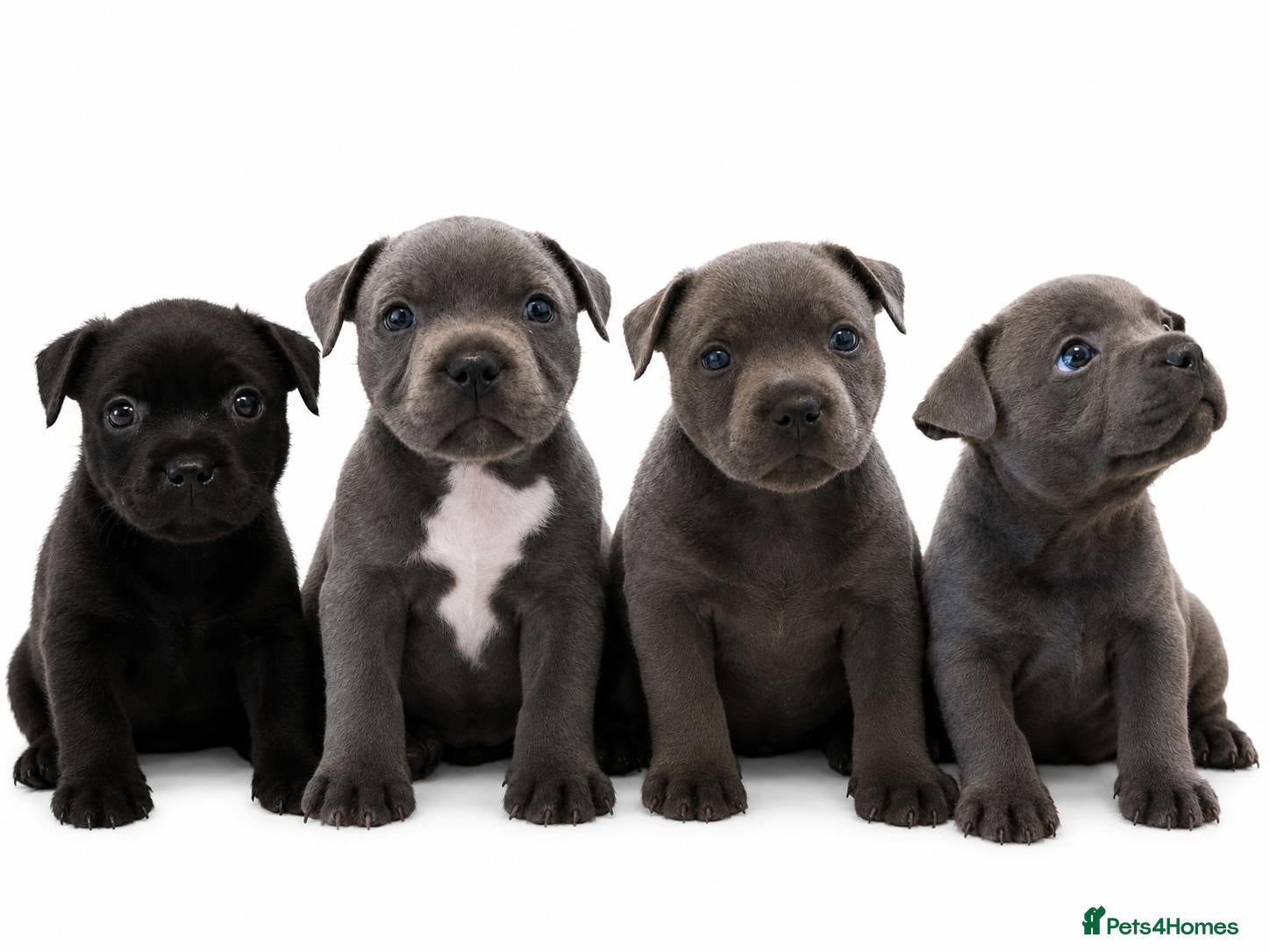 Staffordshire Bull Terrier dogs KC registered Staffordshire bull terrier pup - Advert 9