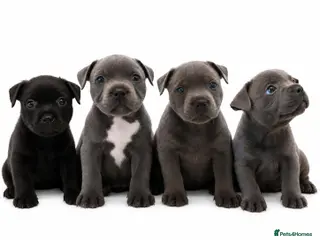 Staffordshire Bull Terrier dogs KC registered Staffordshire bull terrier pup - Advert 9