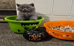 British Shorthair cats for sale: British Blues 🐻💙 - Image 2
