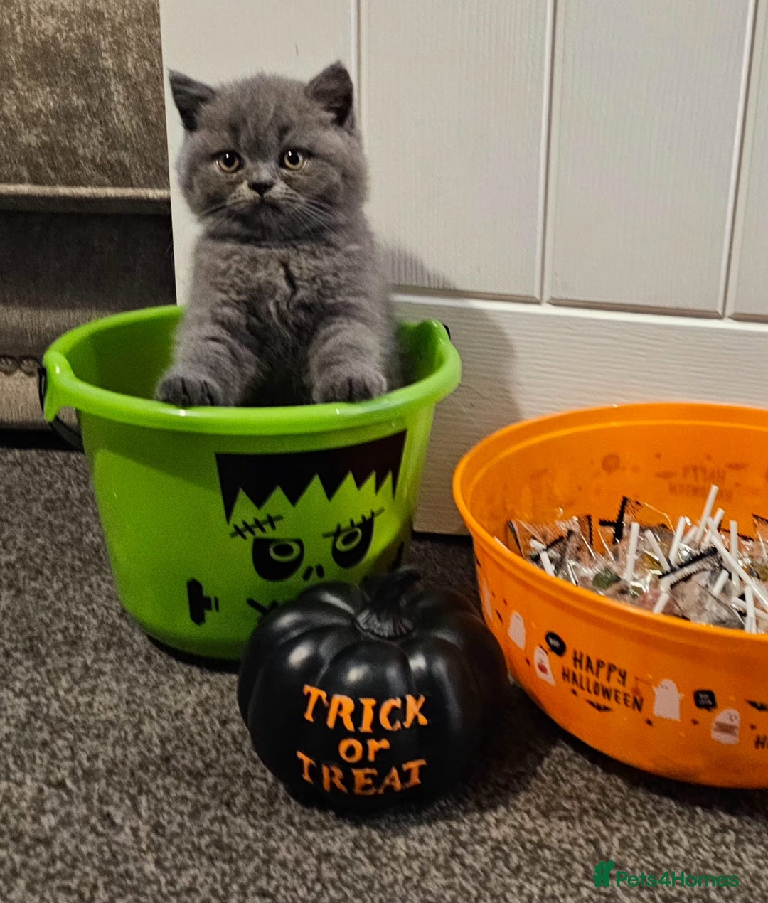 British Shorthair cats for sale: British Blues 🐻💙 - Image 2