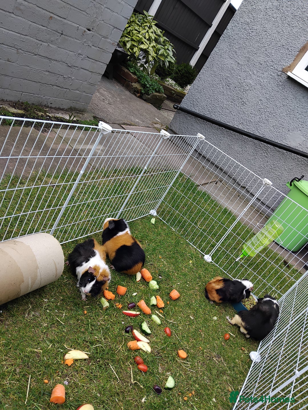 Guinea Pig rodents for sale: 8 guineapigs  - Advert 1