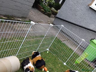 Guinea Pig rodents 8 guineapigs - Advert 2