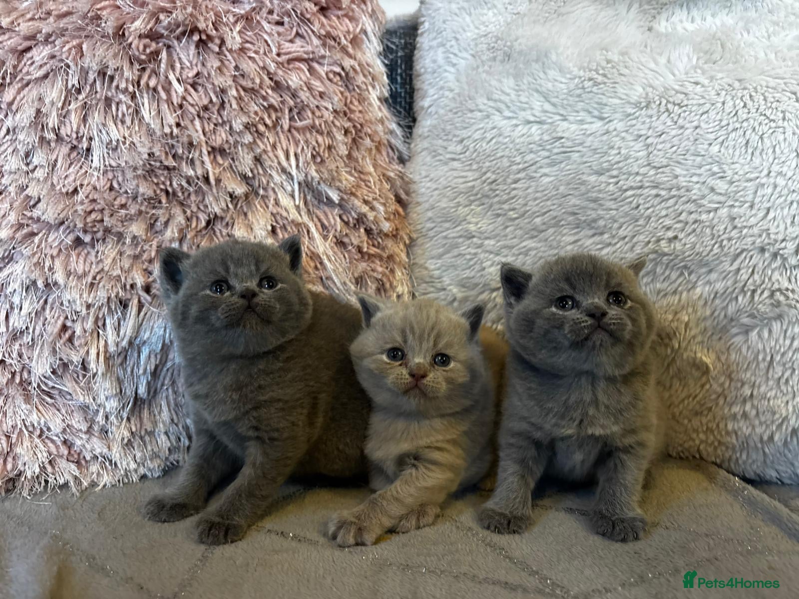 British Shorthair cats Gorgeous BSH female kittens for sale - Advert 2