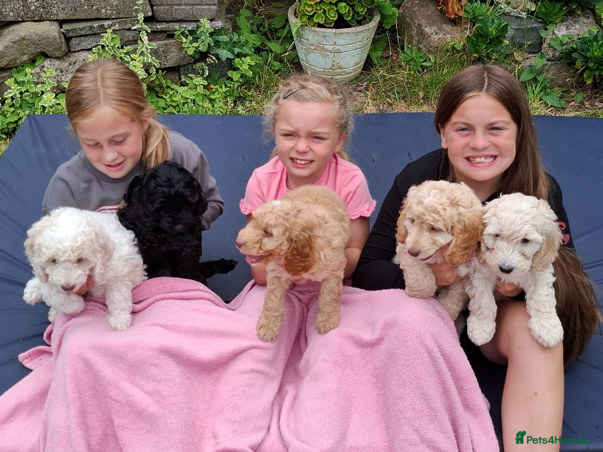 Cockapoo dogs Beautiful Cockapoo Puppies For Sale  - Advert 13