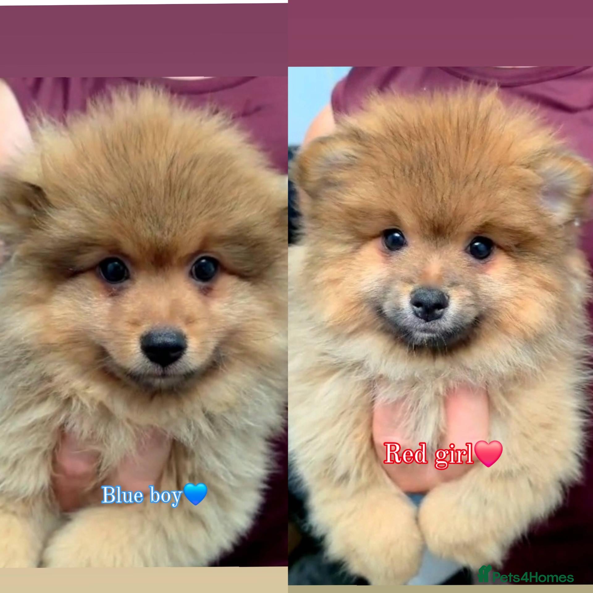 Pomeranian dogs 🐾 Beautiful Pomeranian Puppies🐾❤️ - Advert 1