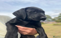 Labrador Retriever dogs for sale: 🐾Double Vaccinated🐾Black FTCH Forward Pups - Image 15