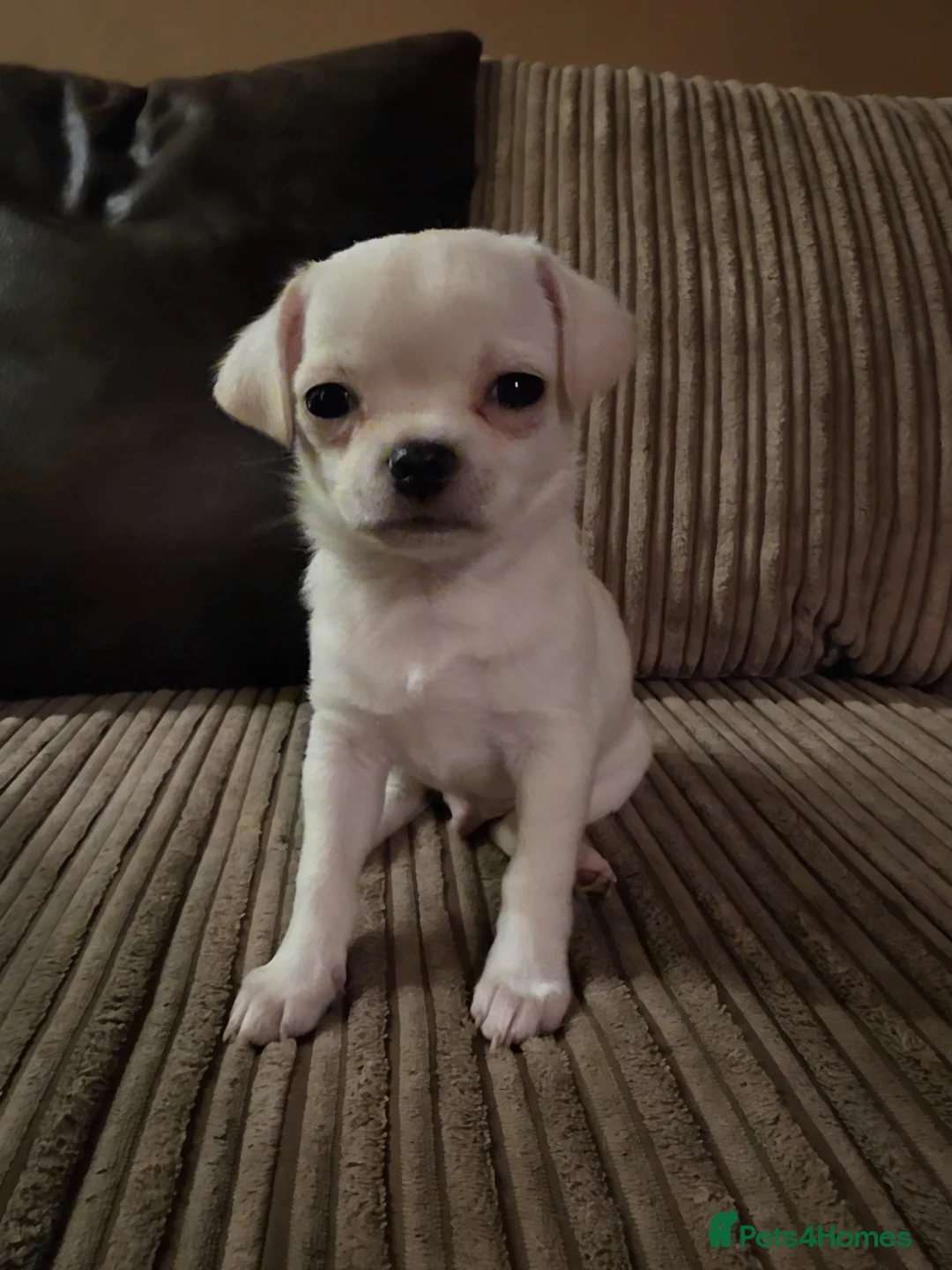 Chihuahua dogs for sale: 4 Gorgeous Chihuaha Puppies for sale - Advert 5
