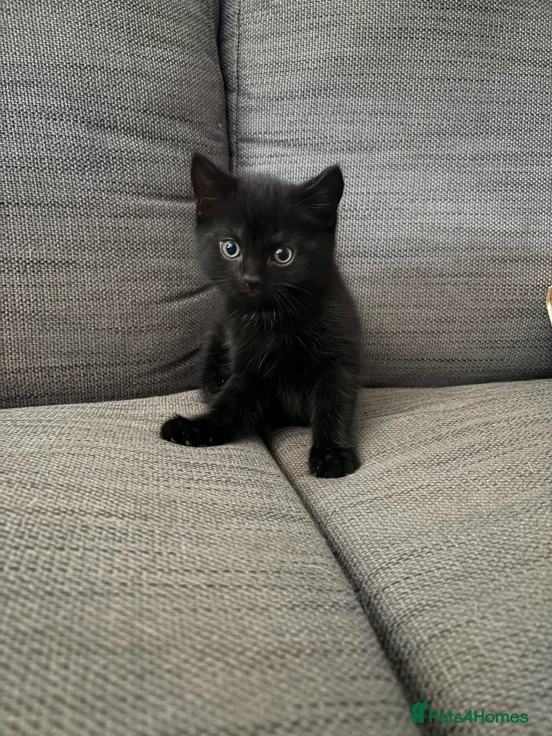 Mixed Breed cats for sale: 5 beautiful kittens - Advert 6