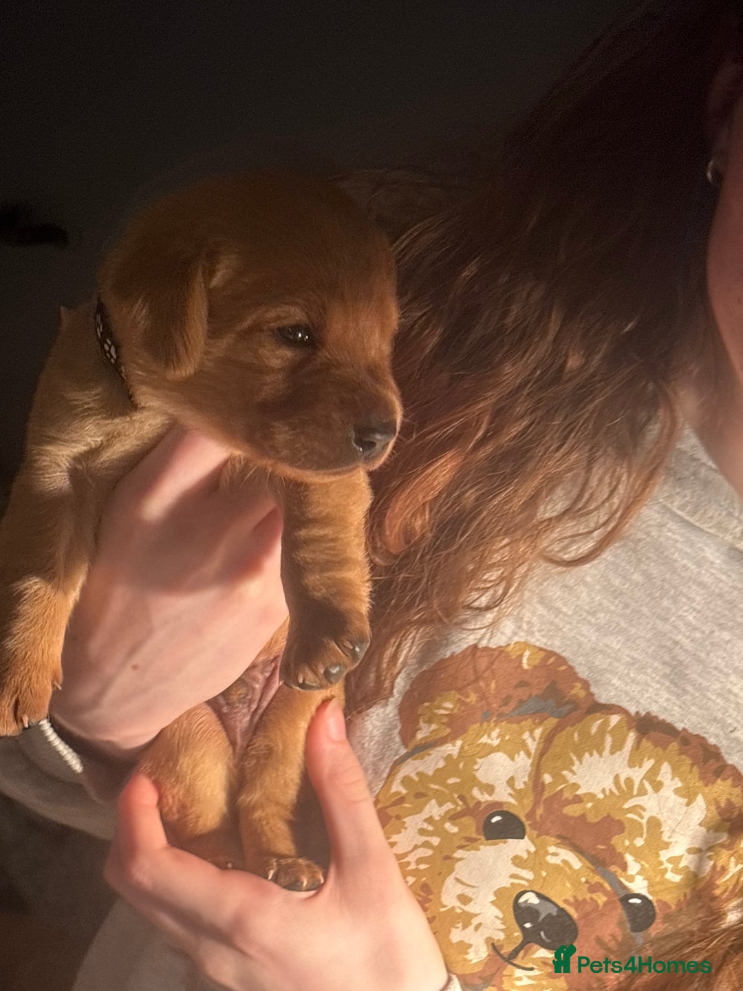 Labrador Retriever dogs for sale: Extensively Health tested Red fox Labradors 🧡 - Advert 30