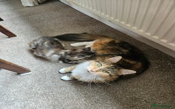 Maine Coon cats for sale: Active female maincoon gccf and tica - Image 4